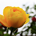 Persian Buttercup - Landscape